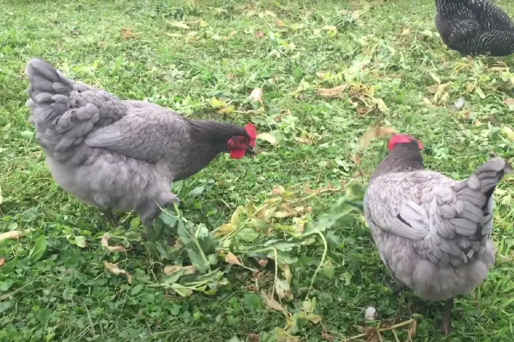 two blue star hens in the farm