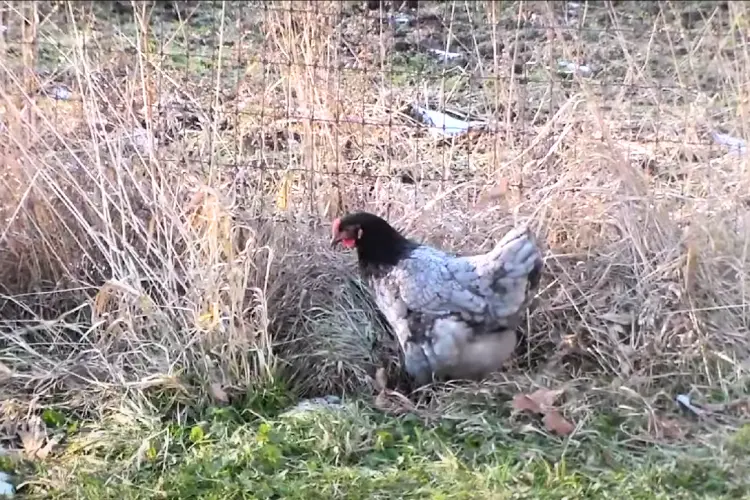 A blue copper maran hen in the farm