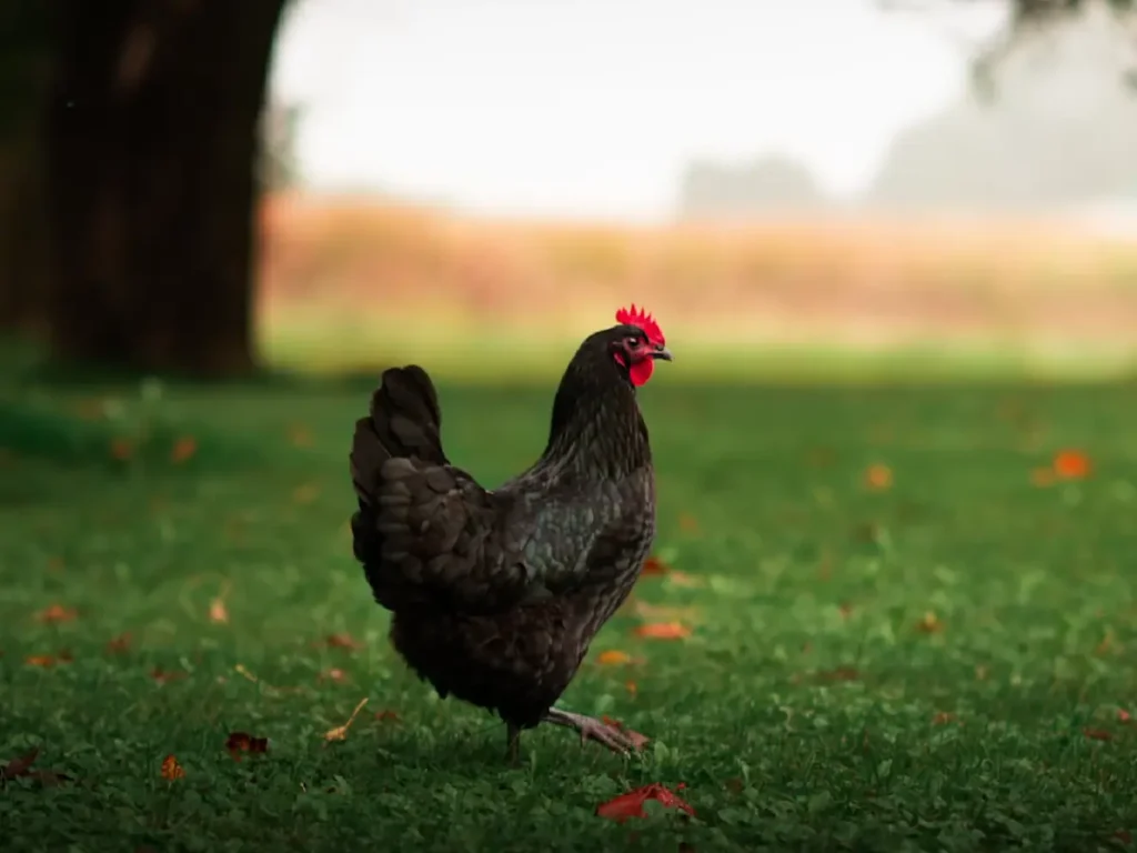 Australorp Chicken