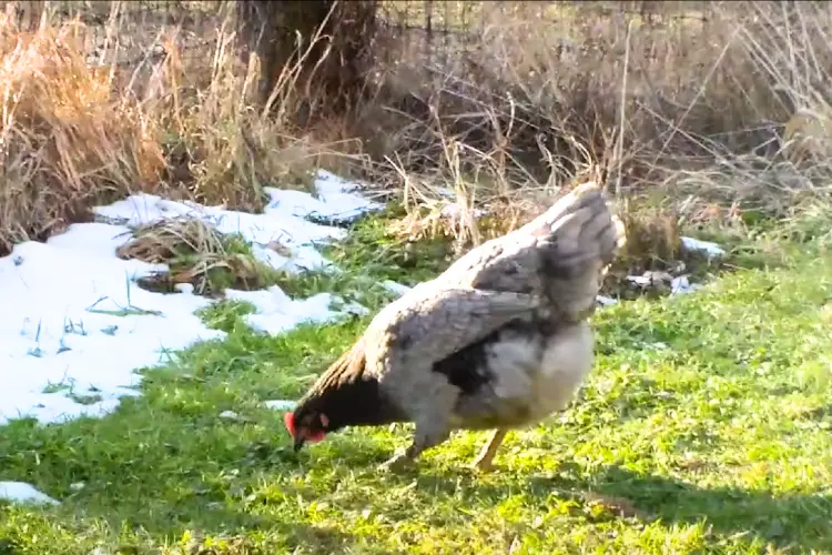 Blue Copper Marans in the farm