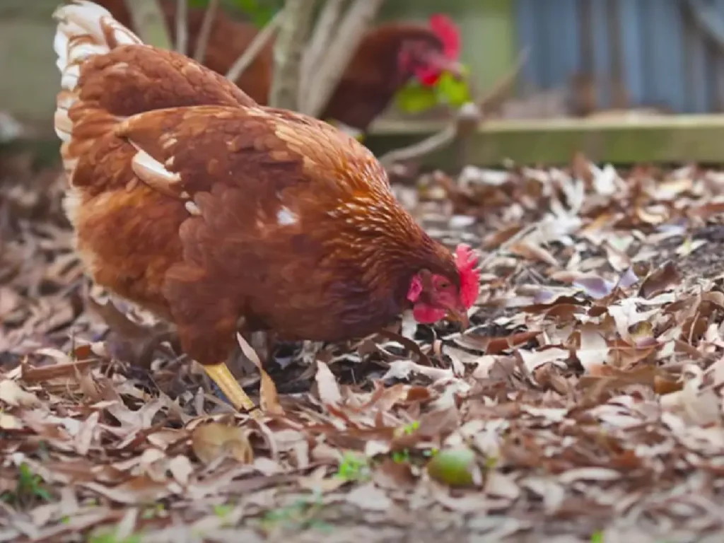 Golden Comet Chicken