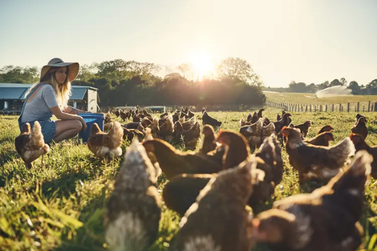 Pastured chickens