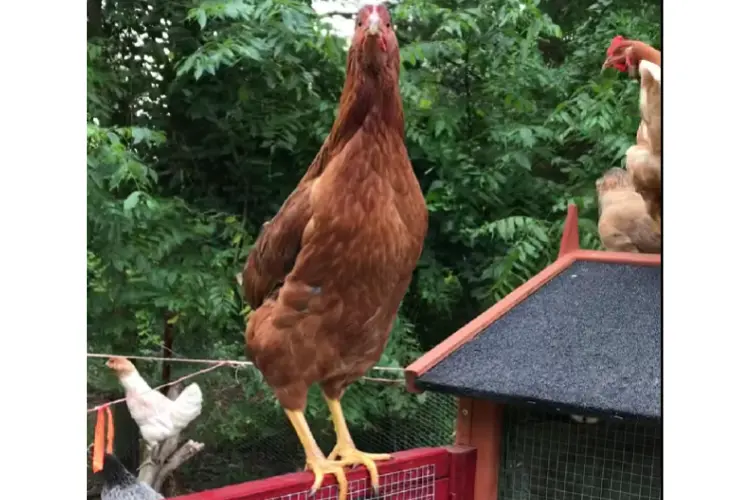 Pearl Star Leghorn hen