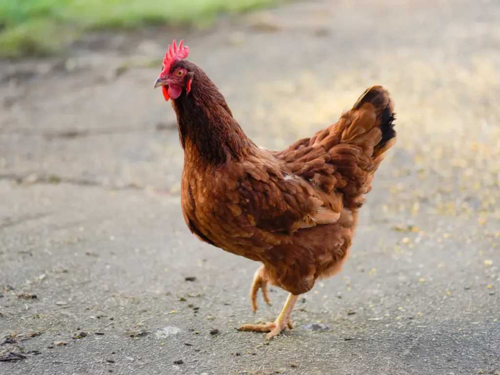 Rhode Island Red Chicken