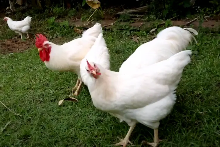 Rhode Island White hens and roosters