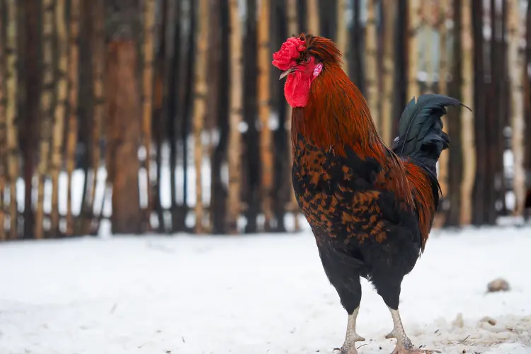 Rooster in cold weather