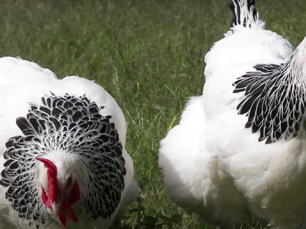 10 Best Laying Chickens for Your Backyard (350 Eggs Per Year)