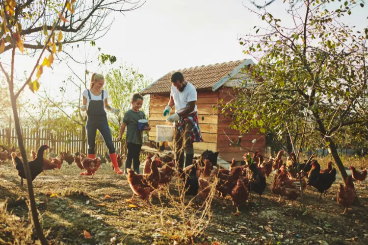 family feeding their chickens