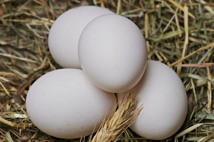 four white eggs