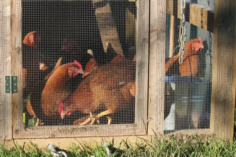 how to build chicken coop door