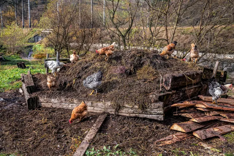 how to compost chicken manure