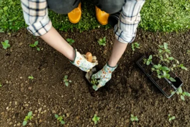 how to use chicken manure in the garden