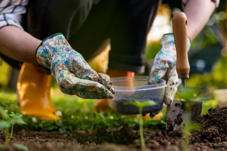 woman putting chicken manure in the garden