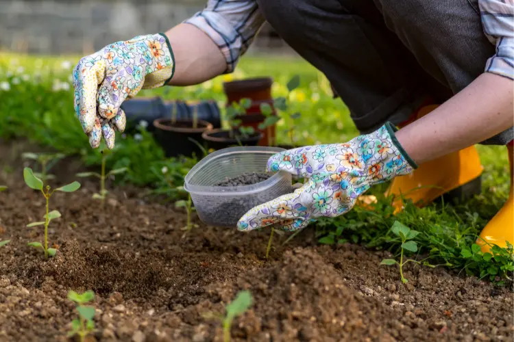 woman using chicken manure as fertilizer