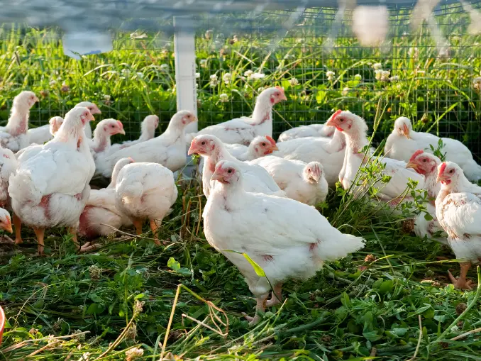 10 Essential Tips for Raising Meat Chickens