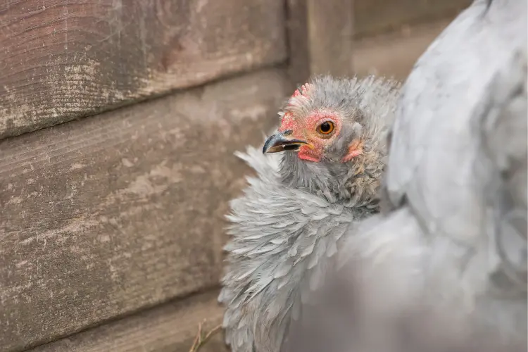 Bantam Polish Frizzle Chicken