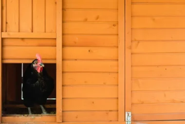 Best Automatic Chicken Coop Doors Upgrade Your Coop Today