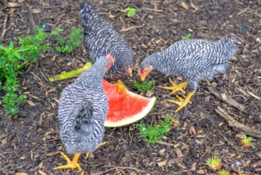 Can Chickens Eat Watermelon