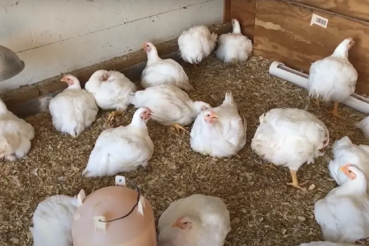 Cornish Cross Chickens inside chicken coop