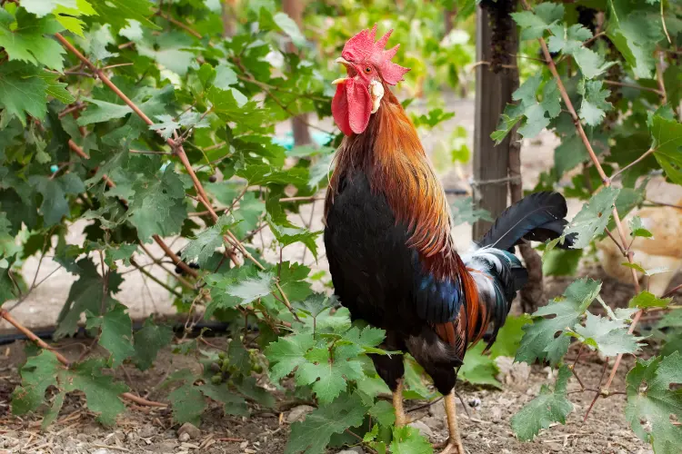 Crowing Rooster in the backyard