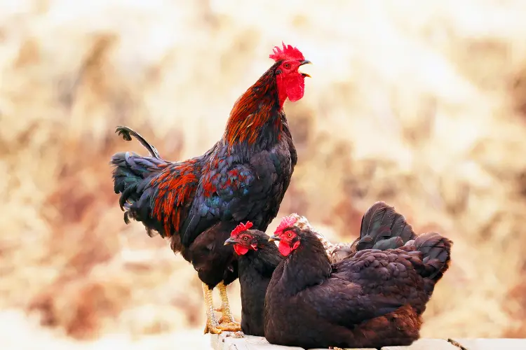 Crowing Rooster with two hens