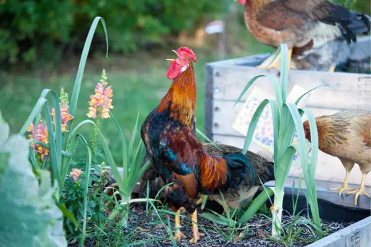 Crowing Rooster