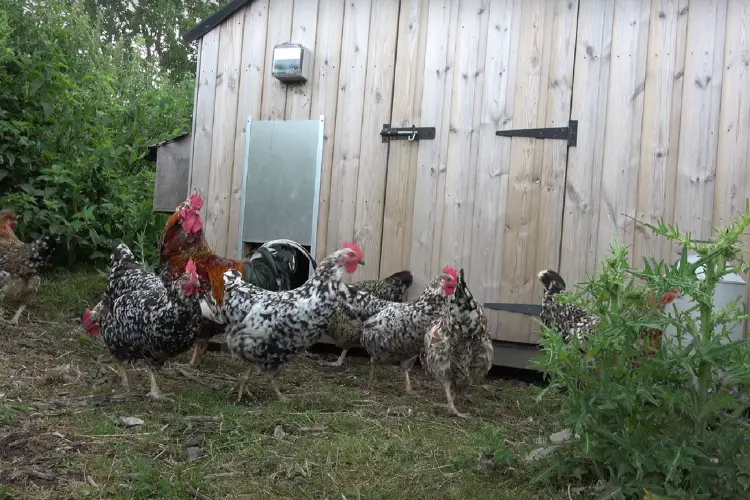 Flock of Swedish Flower Hen and Rooster