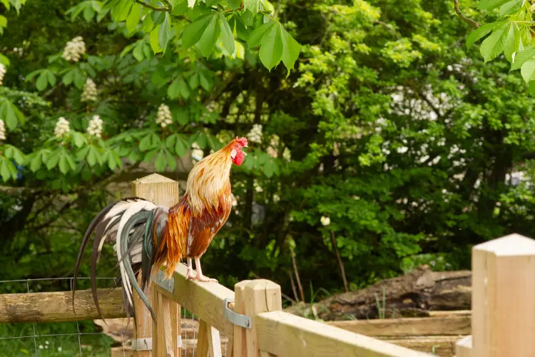 Free-range Crowing Rooster