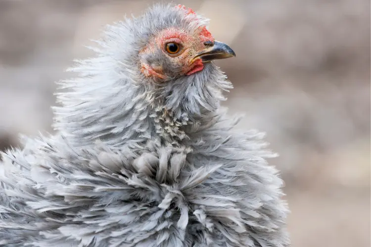 Gray Polish Frizzle Chicken