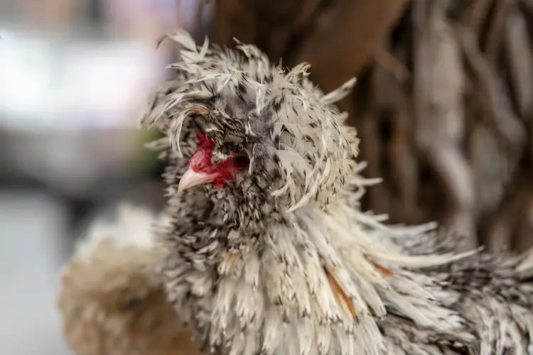 Polish Frizzle Chicken