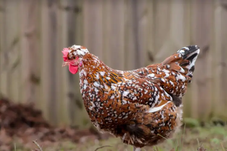 Swedish Flower Hen