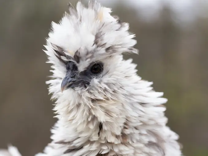 The Polish Frizzle Chicken – A Guide to the Fun Chicken Breed
