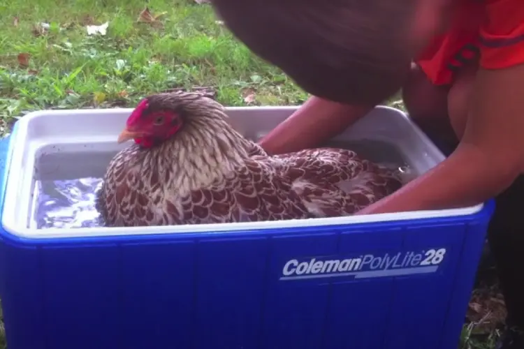 a broody hen in a cold bath