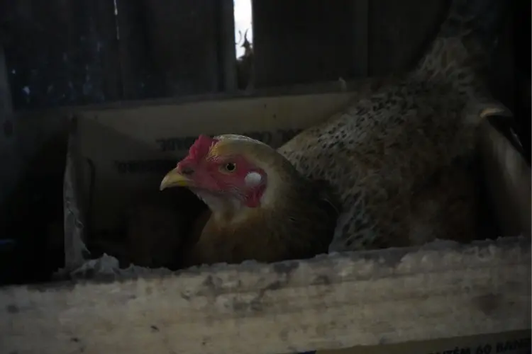 a broody hen in a secluded nest