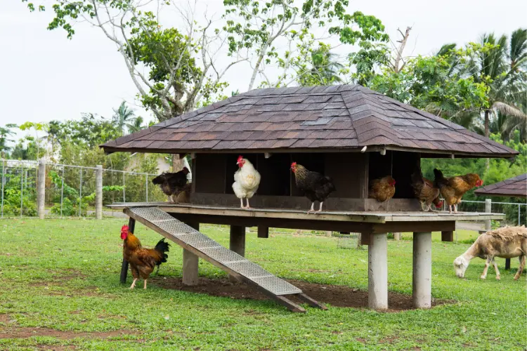 a chicken coop with chickens