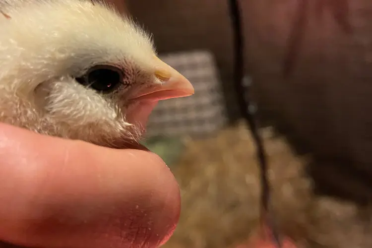 a hand holding a chick