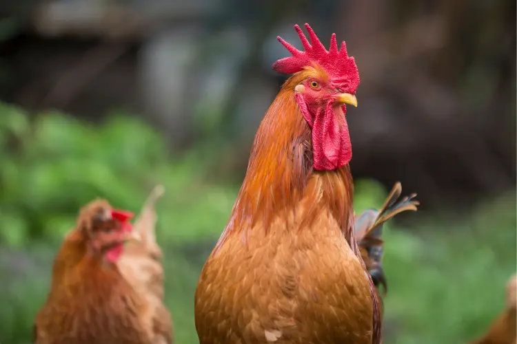 a hen and rooster