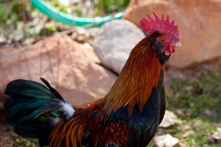 a rooster in the farm