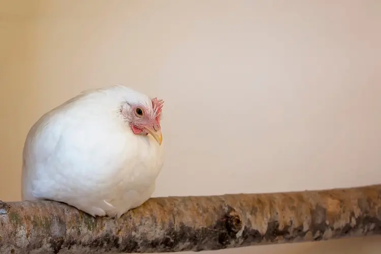 a roosting bar with chicken