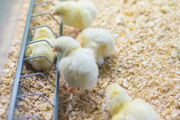 baby chicks in a brooder