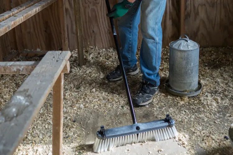 chicken farmer cleaning the chicken coop