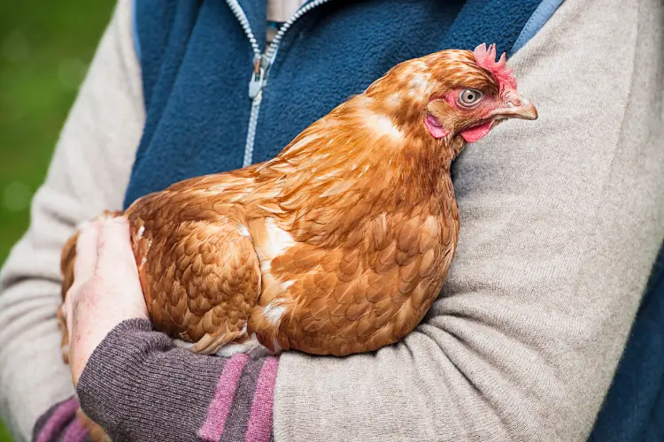 chicken keeper carrying her hen