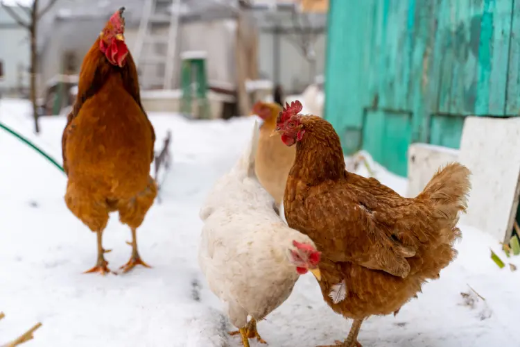 chicken outside the coop during wintertime