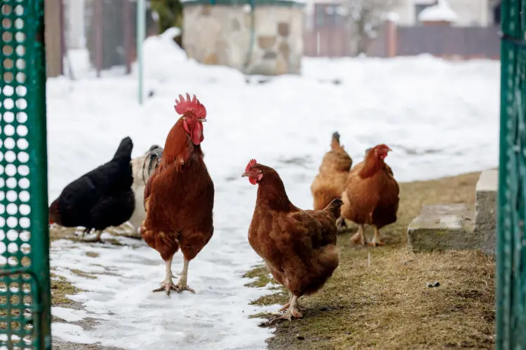 chickens in the farm during winter