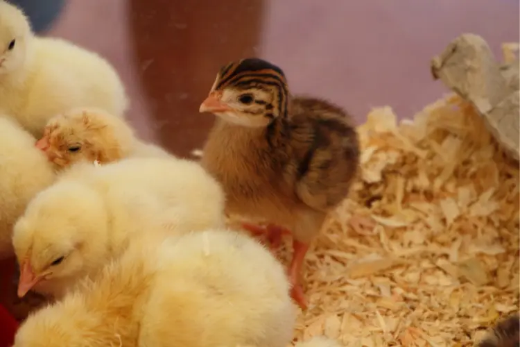 chicks in a brooder with beddings