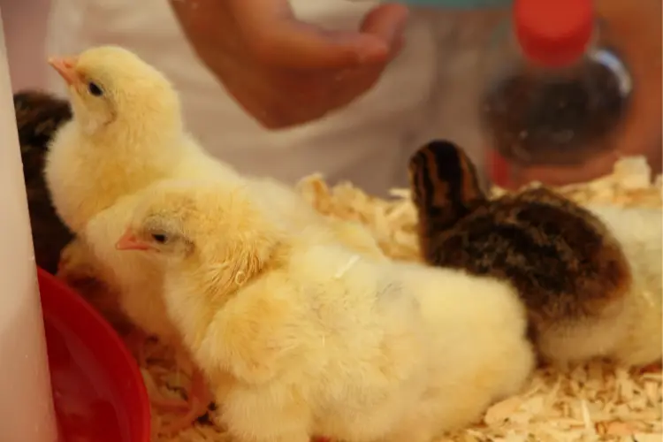 chicks in the chicken brooder box