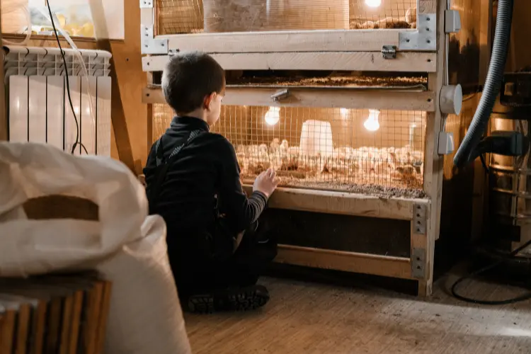 child looking for his brooder box