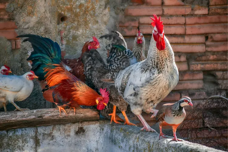 group of roosters