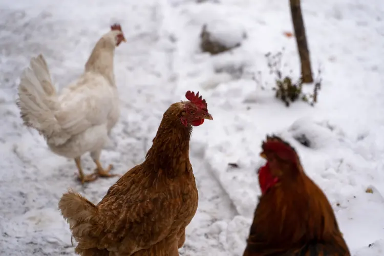 hen in winter