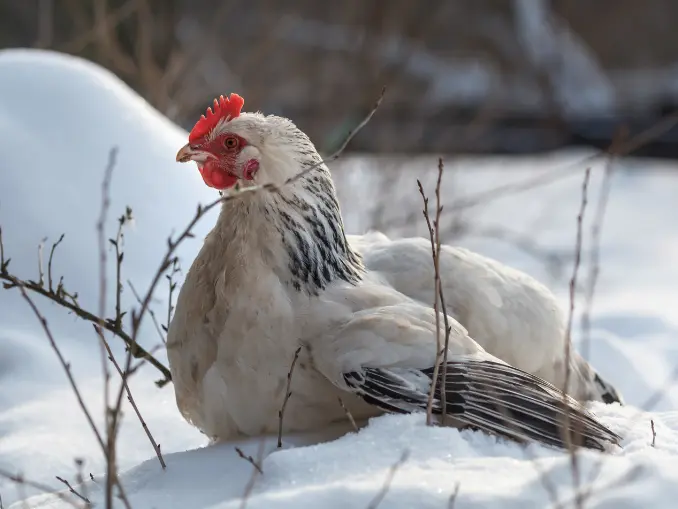 hen in winter
